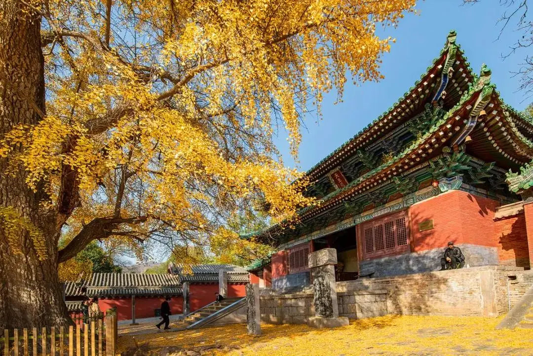 Shaolin Temple with red walls and green eaves under a large ginkgo tree with yellow autumn leaves