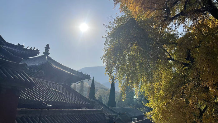 As Old as Shaolin Temple – The Four-Season Transformation of the Millennium-Old Ginkgoes